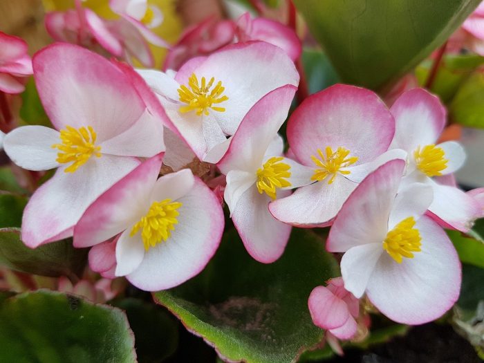 begonie rosa e bianche. Photo by monikasmigielska on Pixabay.com